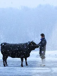山形県産“雪降り和牛尾花沢”
